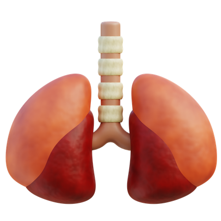 Pulmones humanos  3D Icon