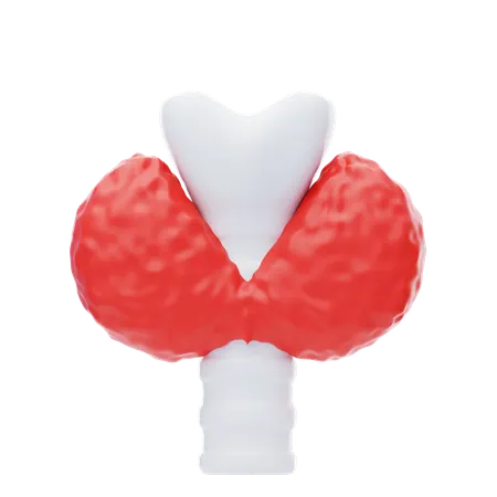 Tireoide  3D Icon